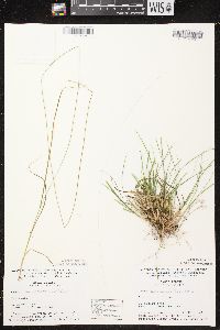 Carex brunnescens subsp. sphaerostachya image