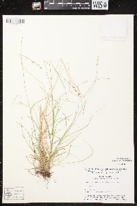 Carex brunnescens subsp. sphaerostachya image