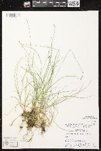 Carex brunnescens subsp. sphaerostachya image