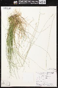 Carex brunnescens subsp. sphaerostachya image