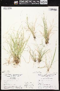 Carex brunnescens subsp. sphaerostachya image