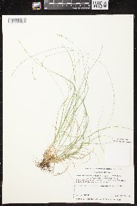 Carex brunnescens subsp. sphaerostachya image