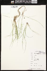 Carex brunnescens subsp. sphaerostachya image