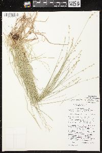 Carex brunnescens subsp. sphaerostachya image