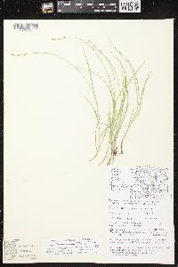 Carex brunnescens subsp. sphaerostachya image