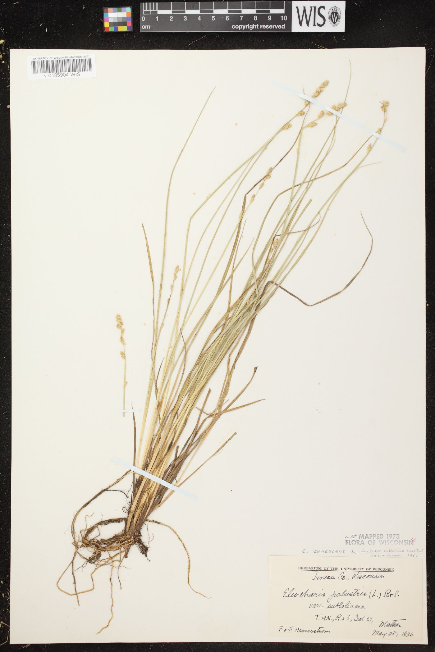 Carex canescens subsp. canescens image