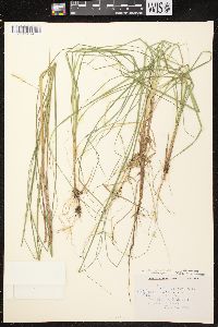 Carex canescens subsp. canescens image