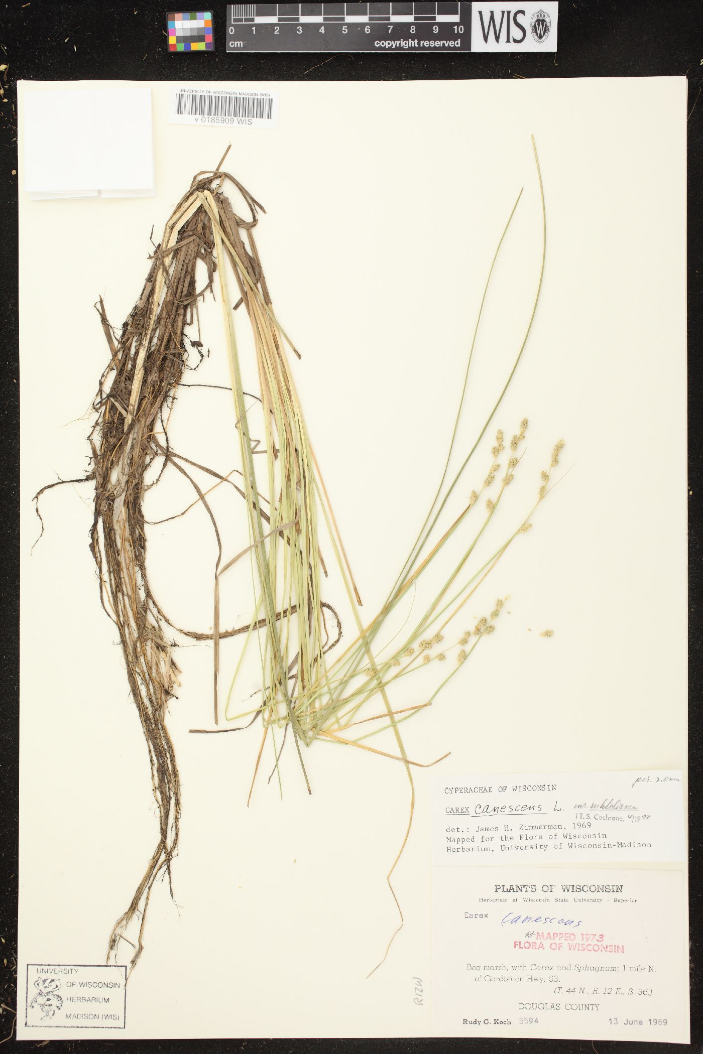 Carex canescens subsp. canescens image