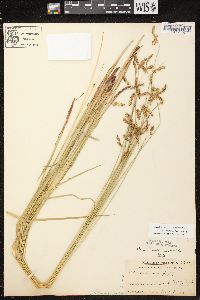 Carex castanea image