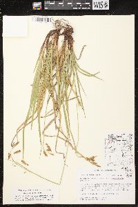 Carex castanea image