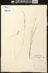 Image of Carex cephalantha