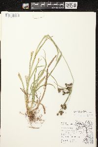 Scirpus hattorianus image