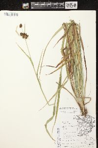 Scirpus hattorianus image