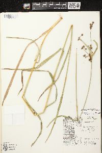 Scirpus hattorianus image