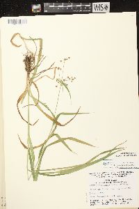 Scirpus hattorianus image