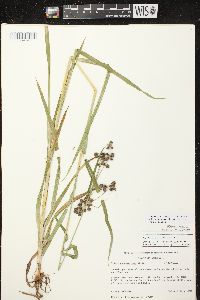 Scirpus hattorianus image