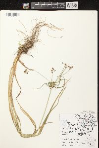 Scirpus hattorianus image