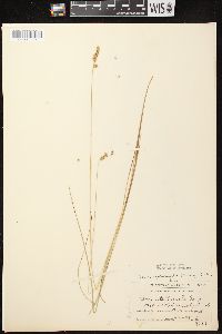 Carex echinata image