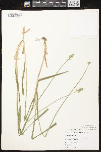 Carex cephaloidea image