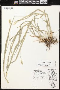 Carex cephaloidea image