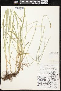 Carex cephaloidea image