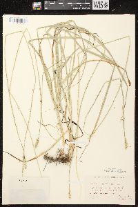 Carex cephaloidea image