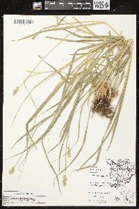 Carex cephaloidea image