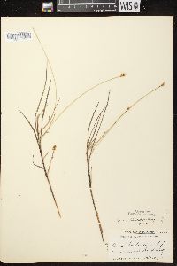 Carex chordorrhiza image