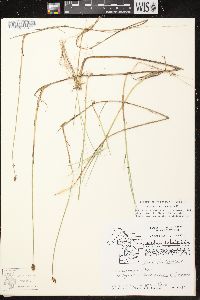 Carex chordorrhiza image