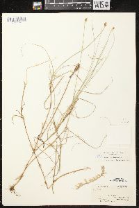 Carex chordorrhiza image