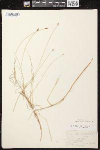 Carex chordorrhiza image