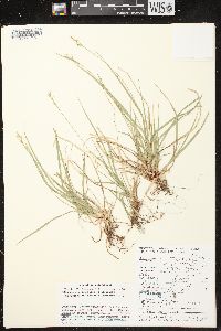 Carex communis var. communis image