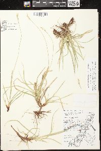 Carex communis var. communis image