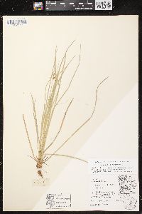 Carex communis var. communis image