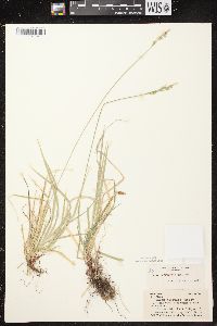 Carex communis var. communis image