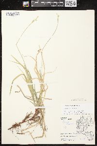 Carex communis var. communis image