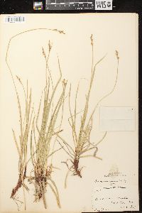 Carex communis var. communis image