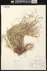 Carex communis var. communis image