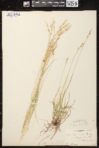 Carex communis var. communis image