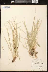 Carex communis var. communis image