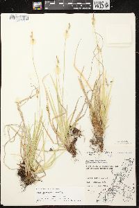 Carex communis var. communis image