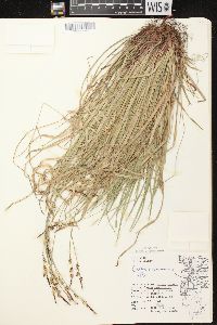 Carex communis var. communis image