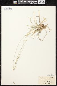 Carex communis var. communis image