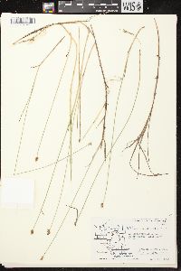 Carex chordorrhiza image