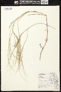 Carex chordorrhiza image