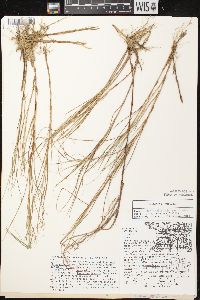 Carex chordorrhiza image