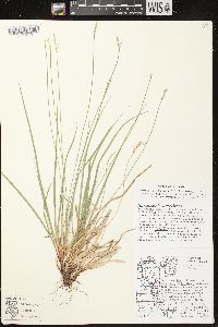 Carex communis var. communis image