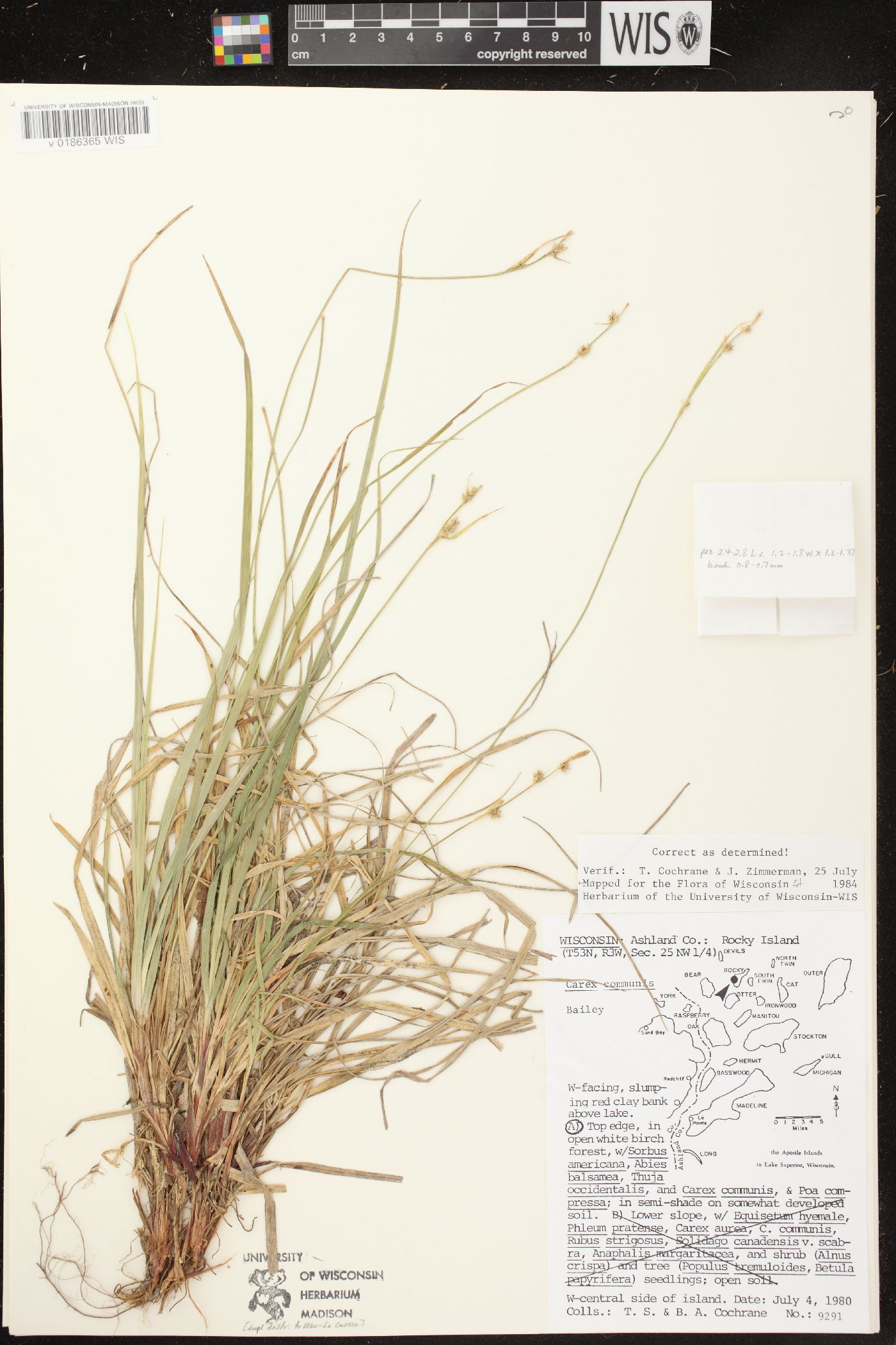 Carex communis var. communis image