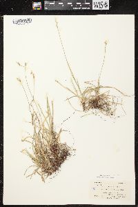 Carex communis var. communis image