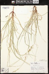 Carex communis var. communis image